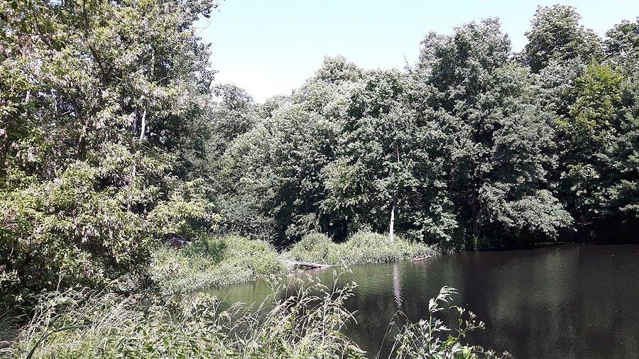 Staw śródleśny