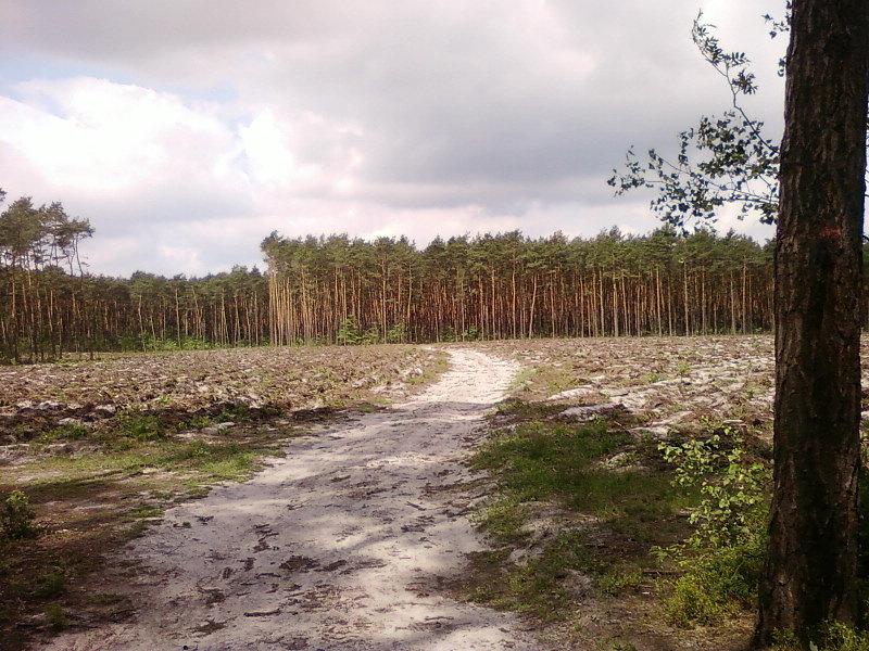 Wycięty obszar lasu