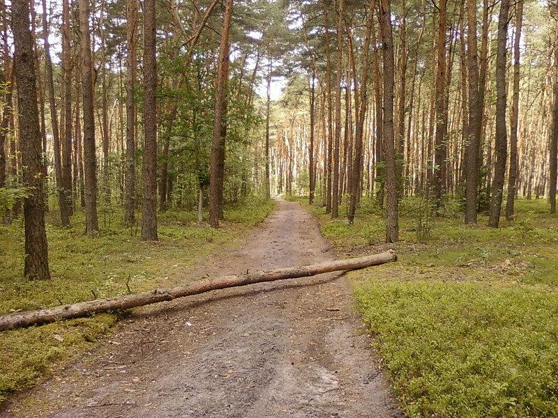Przewrócone drzewo