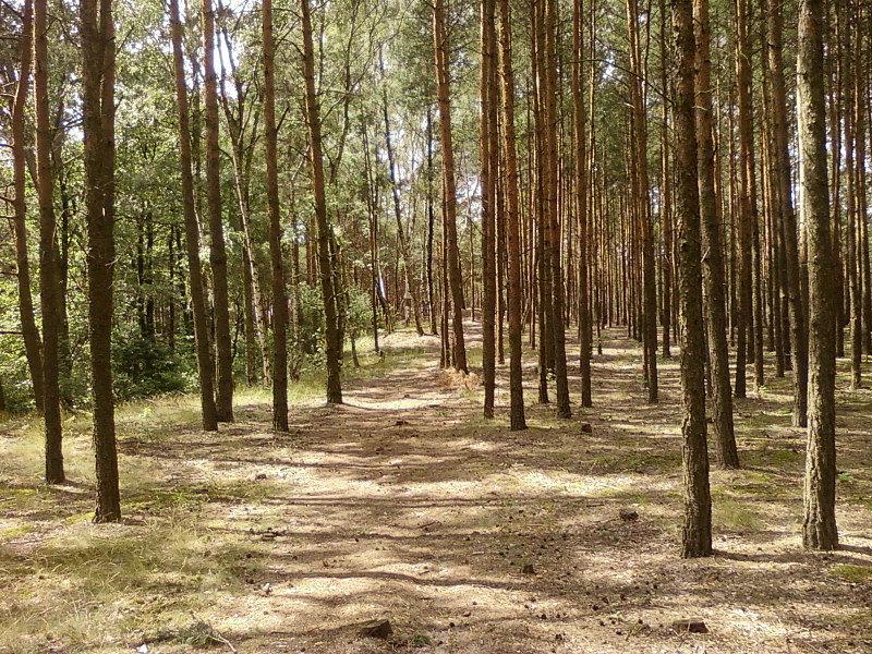 Las koło Aleksandrowa