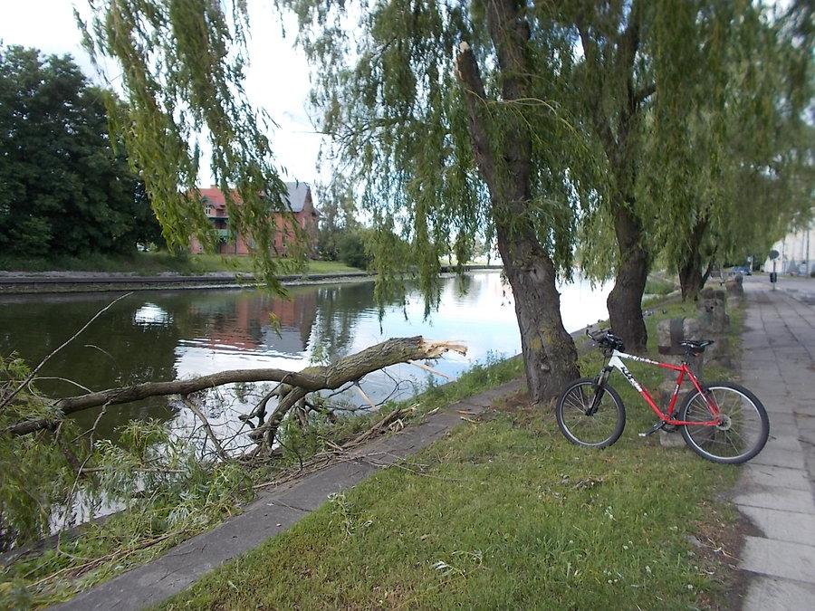 Konar w wodzie
