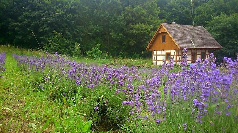 Wycieczka do Przywidza - Lawendowa Osada