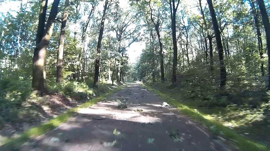 Mogę jedynie mieć nadzieję, że nie rosną tutaj akacje