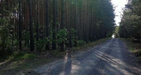 W sokulskim lesie
