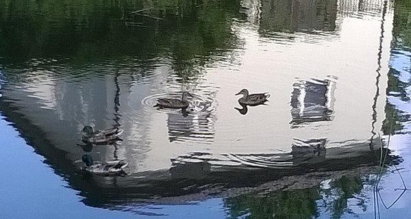 Kaczki na rzece Krzna w Międzyrzecu Podlaskim