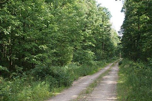 Można ją zaliczyć do szutrowej drogi? chyba tak