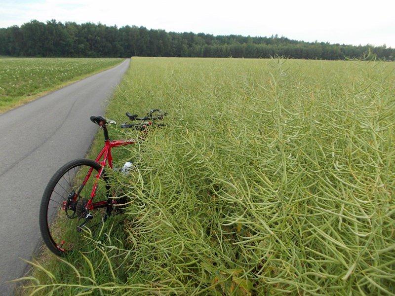 Rośnie sobie eko-diesel