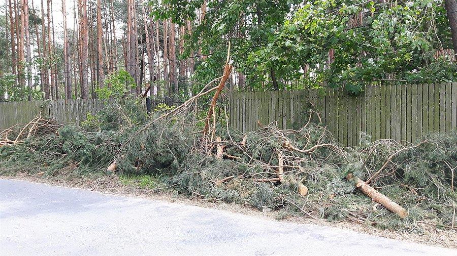 Powalone drzewa w Błędowie3