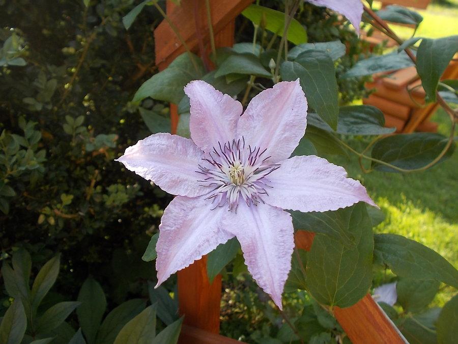 Mój Clematis