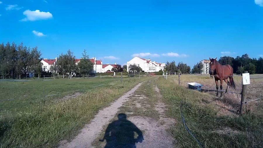 Czy konie mnie słyszą?