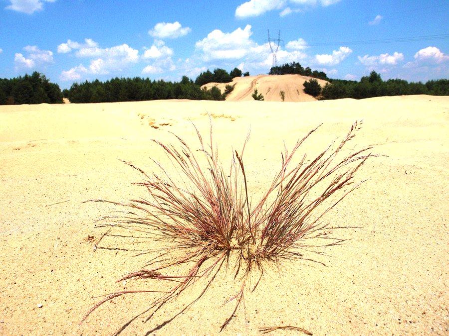 Pustynia Siedlecka