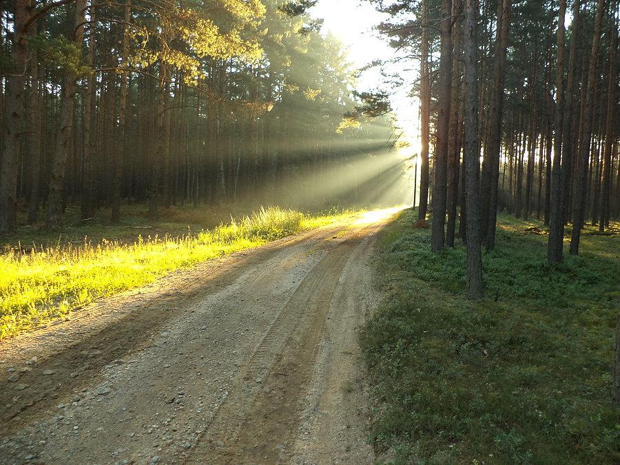Takie tam w lesie o wschodzie słońca ;)