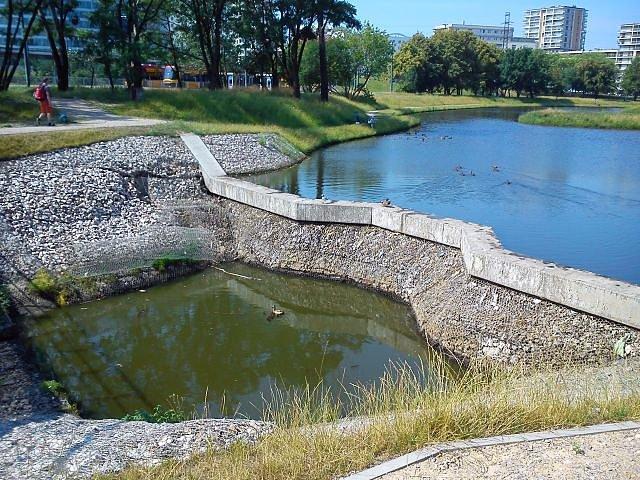 Jest życie w stawie, a w zasadzie na jego powierzchni