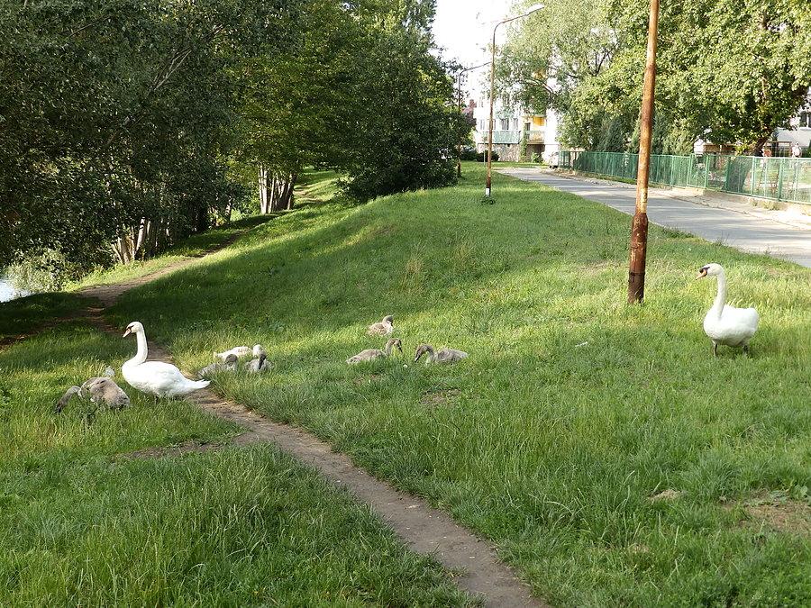 Łabędzie
