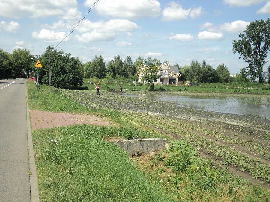 Burza wyrządziła na zachodnich wioskach sporo strat w uprawach
