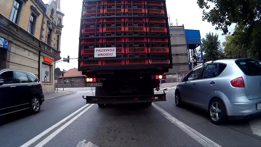 Piały kury piały