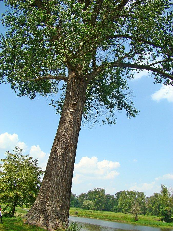 Wiekowa topola nad Odrą w Rybaczówce