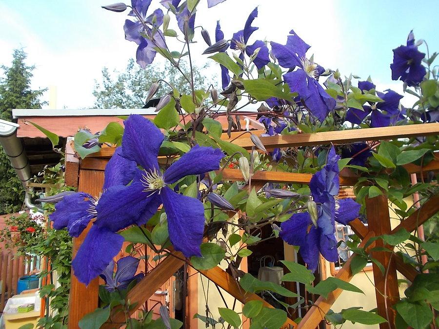 Clematis