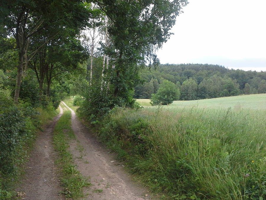 Gruntówką w stronę lasu