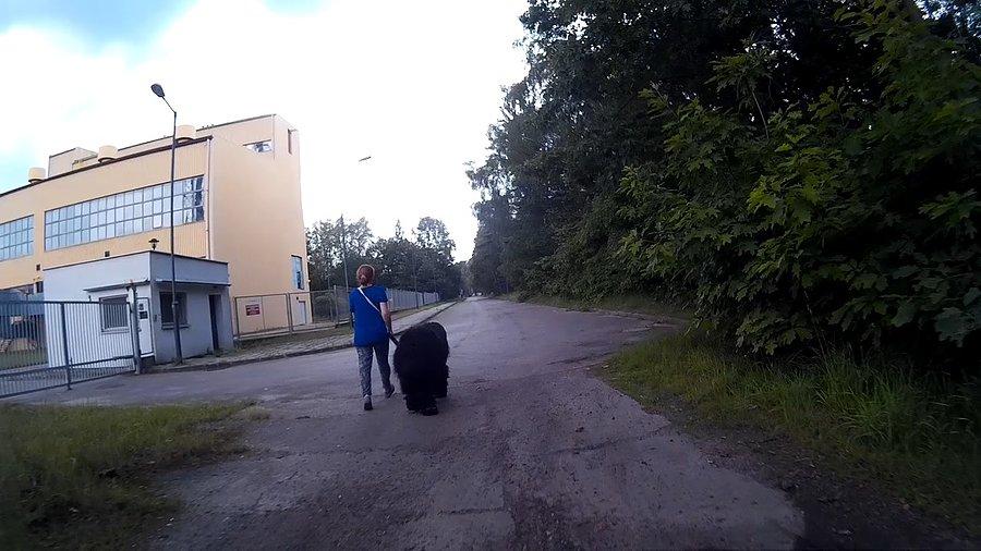 A co to za czarna owieczka... ?