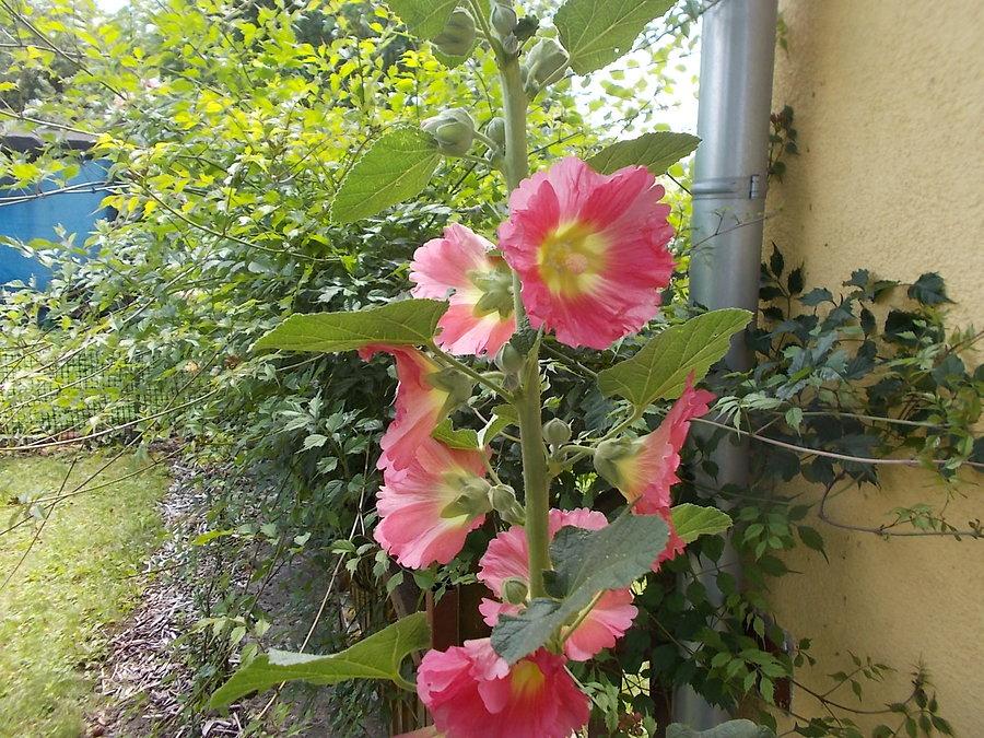 Malwa