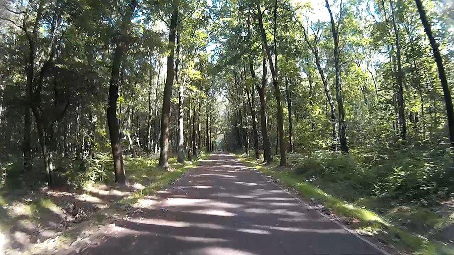 Między drzewami chłodniej