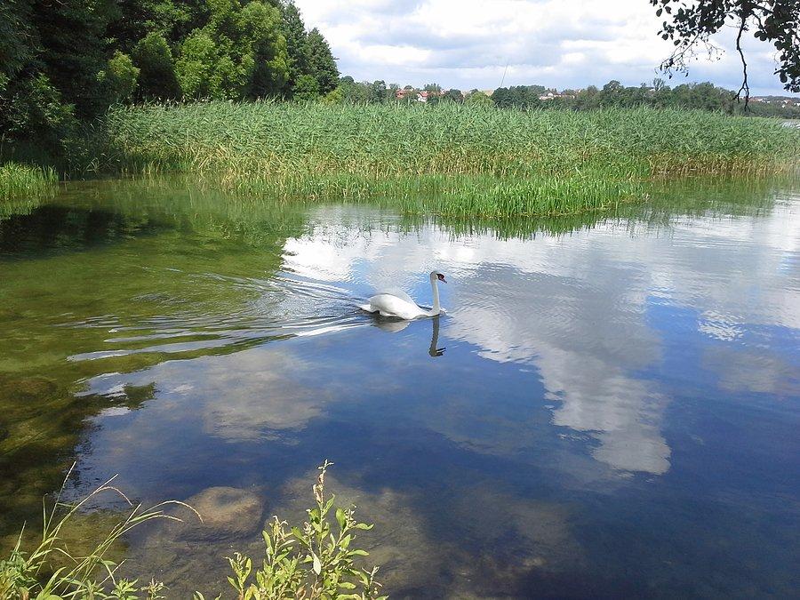 Samotny łabądek ;-)