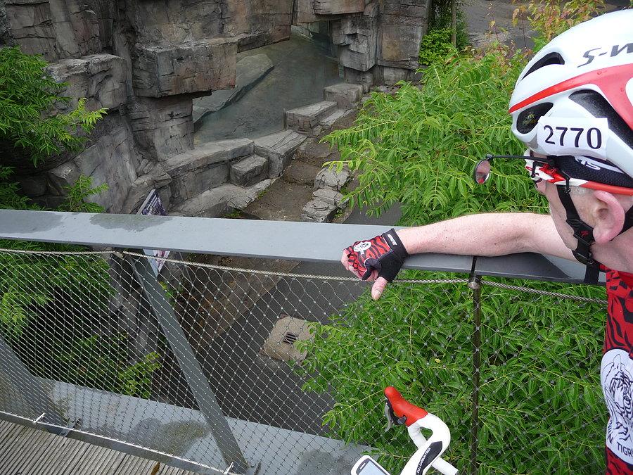 Runda do Garmin Velbert - wybieg tygrysow - Zoo Wuppertal