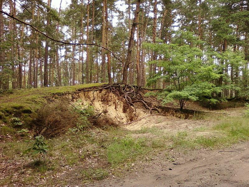 Piaszczysta gleba