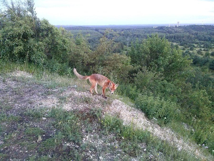 Lis na górze Ossona