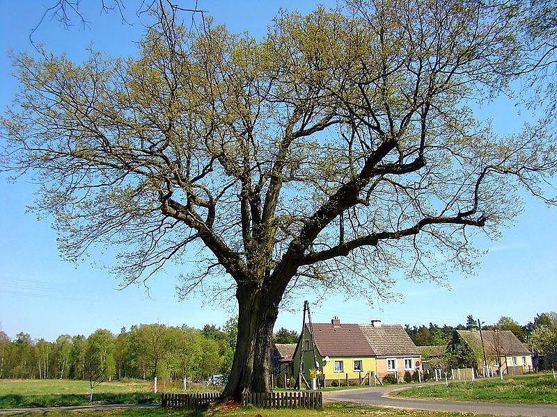 Dąb w Drogoradzu przed wichurą zdjęcie Wiesława Gawła
