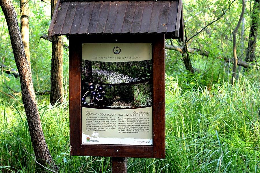 Ols kępowo-dolinkowy nad Jeziorem Łukie