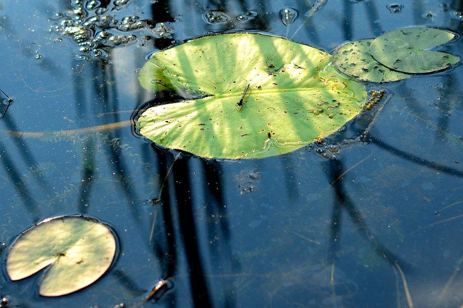 Nieważka ważka