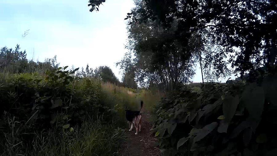 Pies na szlaku
