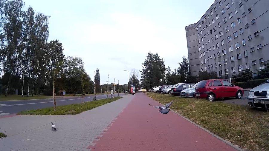 Podążając za małym ptakiem