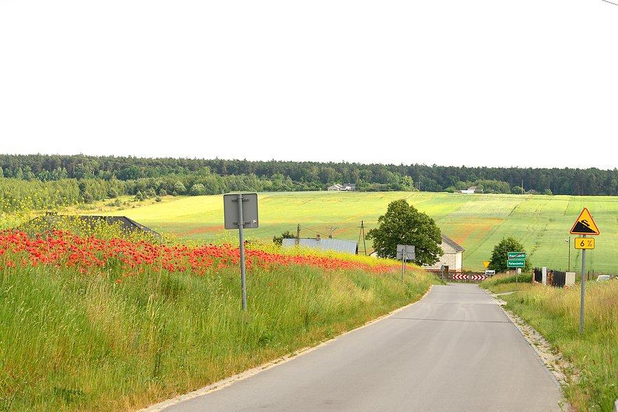 Czerwone maki na Monte Polanówka