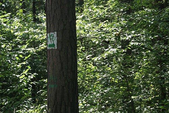 Na zielonym