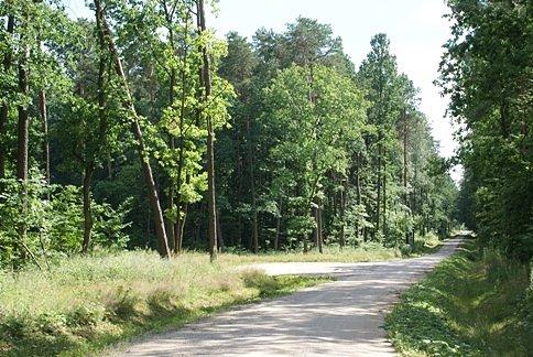 Na leśnej drodze