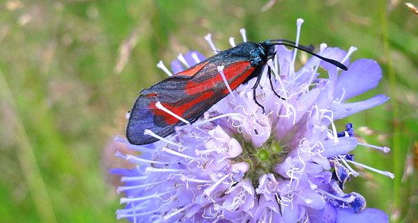 Kraśnik sześcioplamek (Zygaena filipendulae)