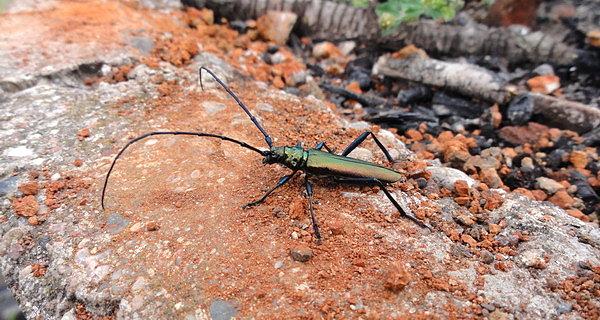 Wonnica piżmówka (Aromia moschata)