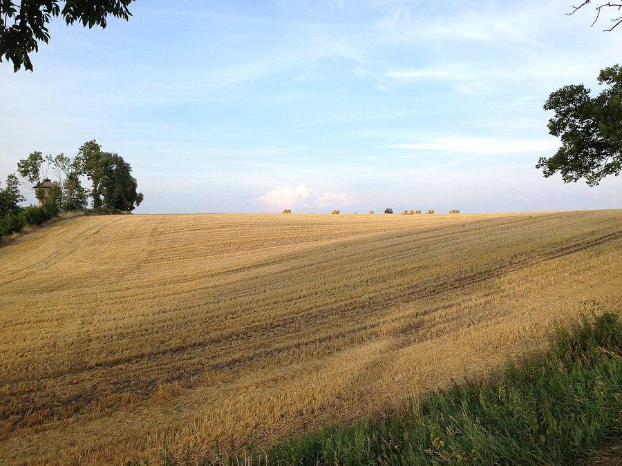 Żniwa w Bzowie