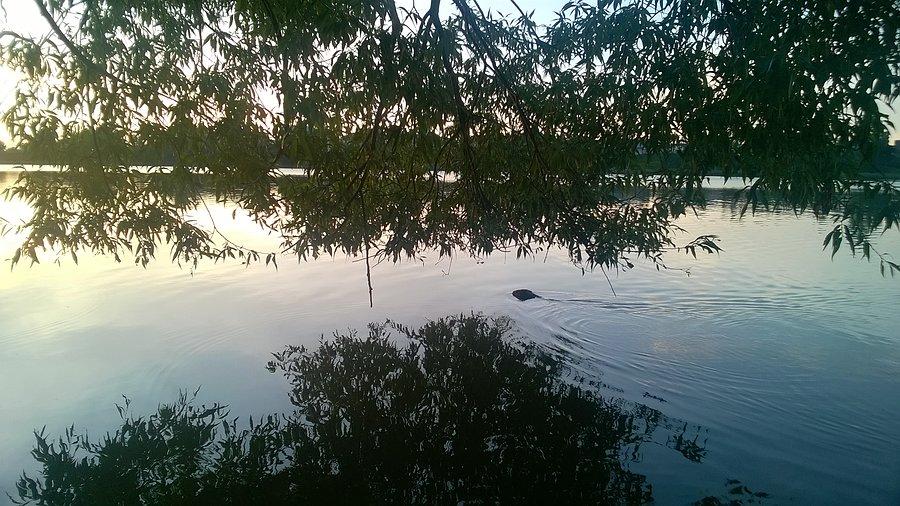 Bóbr w j. Ełckim