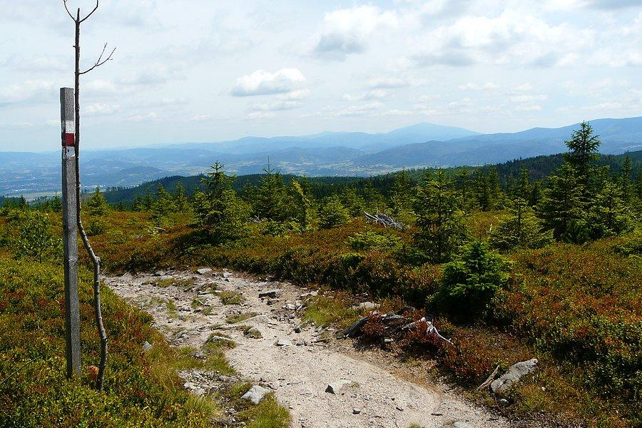 Grzbiet Magurki Radziechowskiej