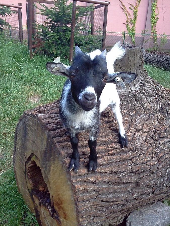 Kózka w minizoo
