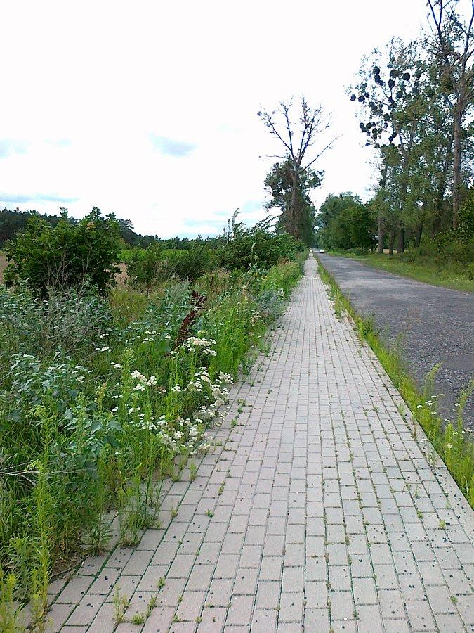 Ddr z Nieszawy do Ciechocinka coraz bardziej zarośnięta