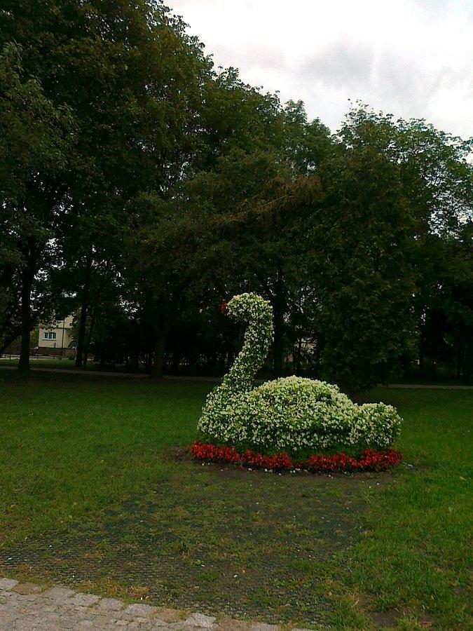 Łabądek też z kwiatów