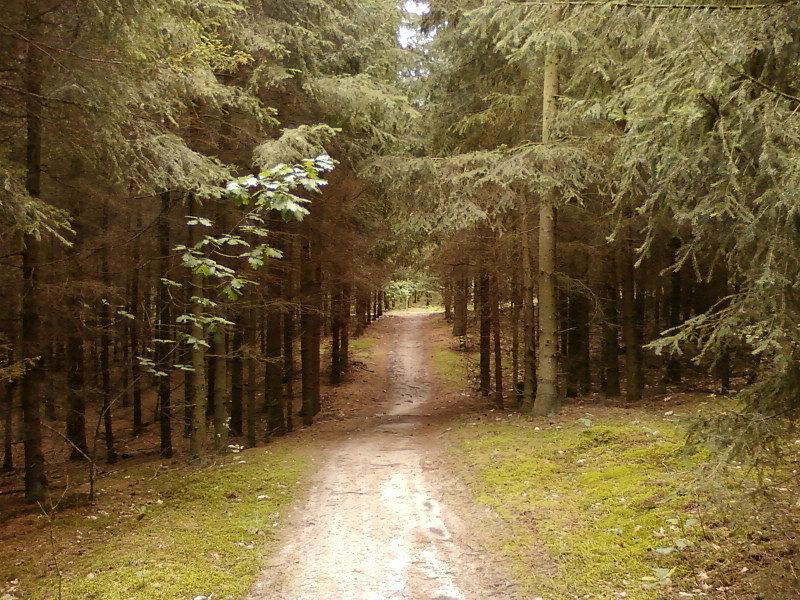 Las Pod Dąbrówkami