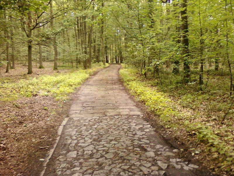 Droda w Lesie Łagiewnickim