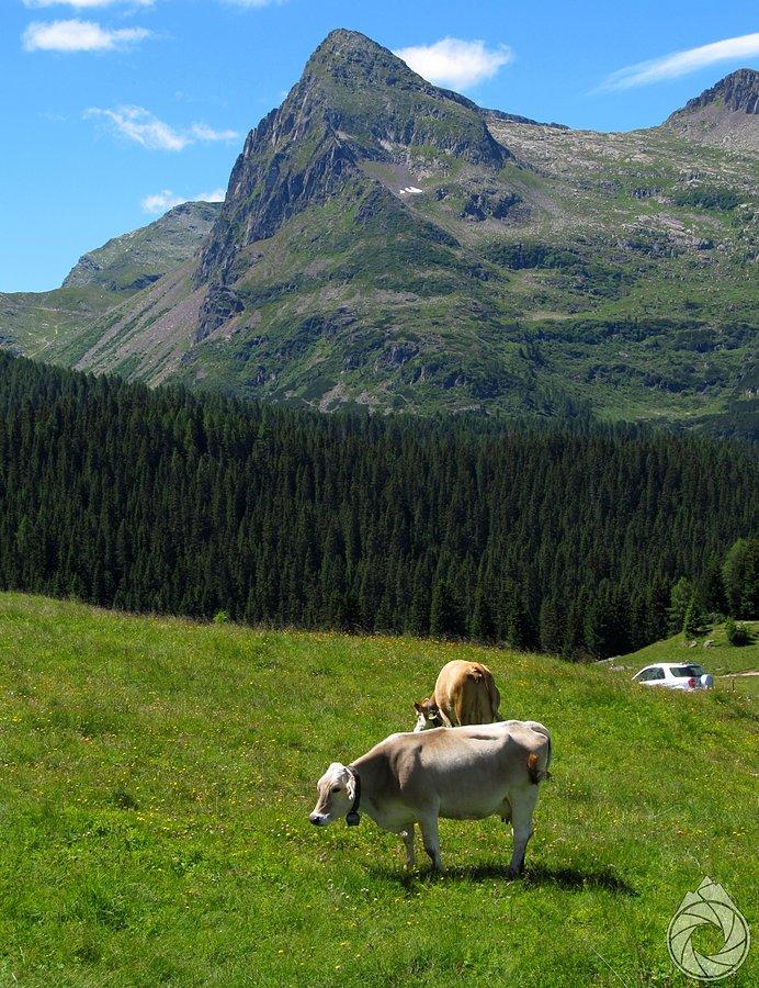 Krowy na popasie pod Passo Rolle