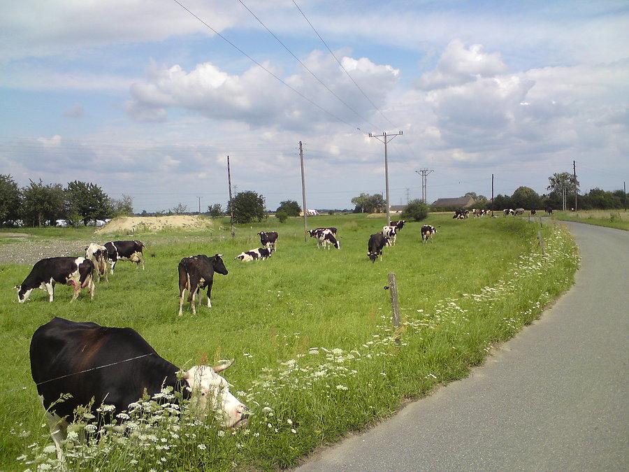 Ponad 40 krów było w Wielopolu